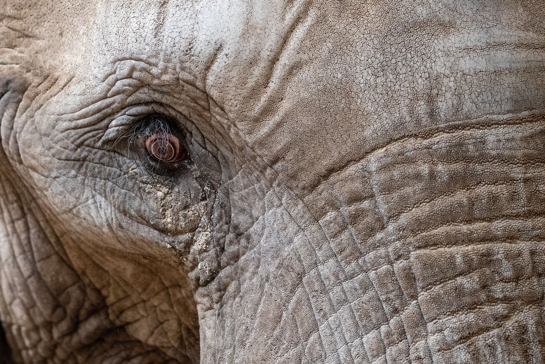 031921-owh-new-elephants-pic-cm004